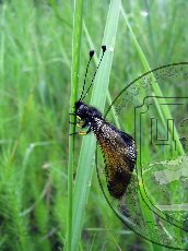 Бабочник опаленный 002